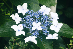 紫陽花