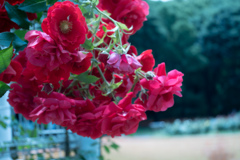 代々木公園