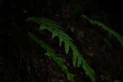 草