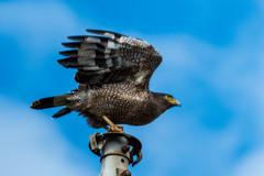 カンムリワシ②