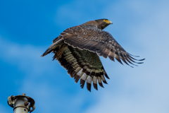 カンムリワシ③