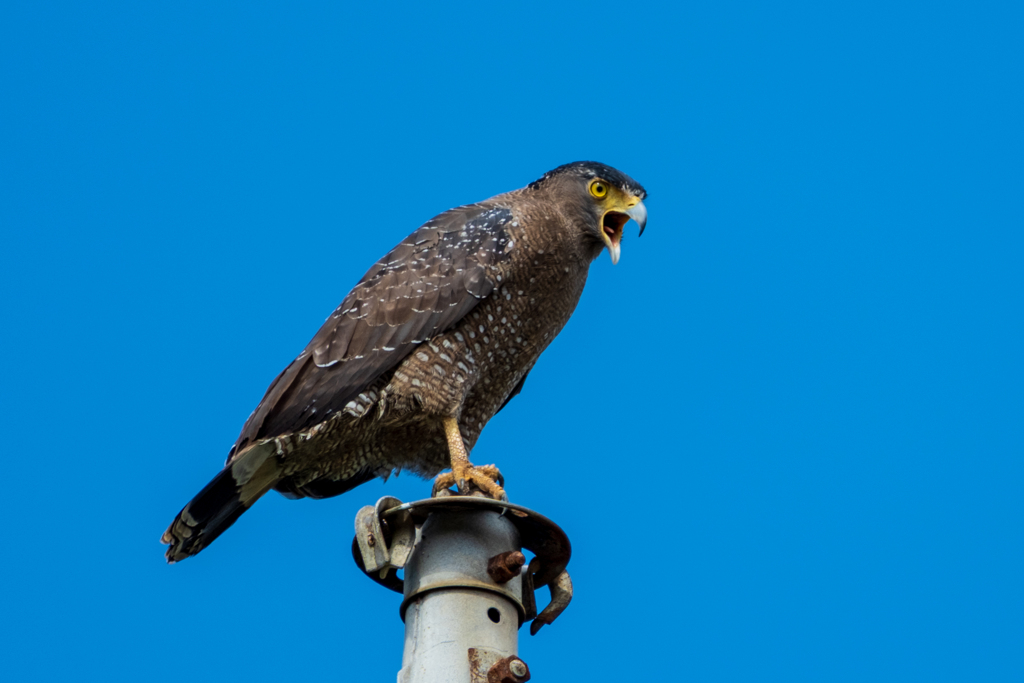 カンムリワシ①