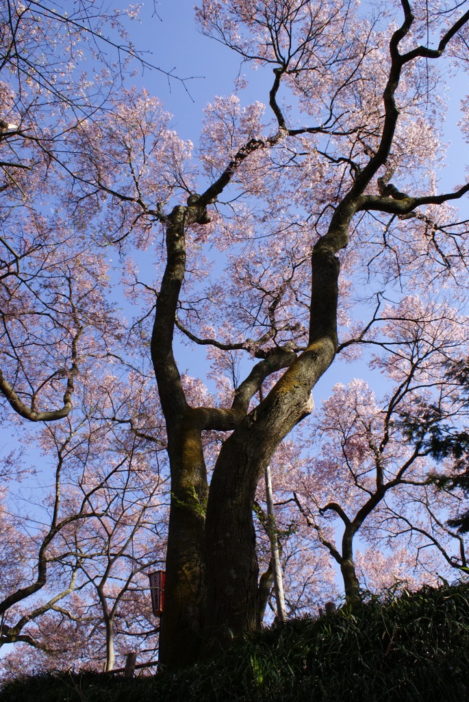 高遠城址公園