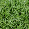 田植え待ち