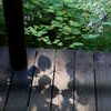 REST IN FOREST