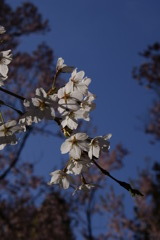 逆光　桜