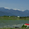 田植え日和