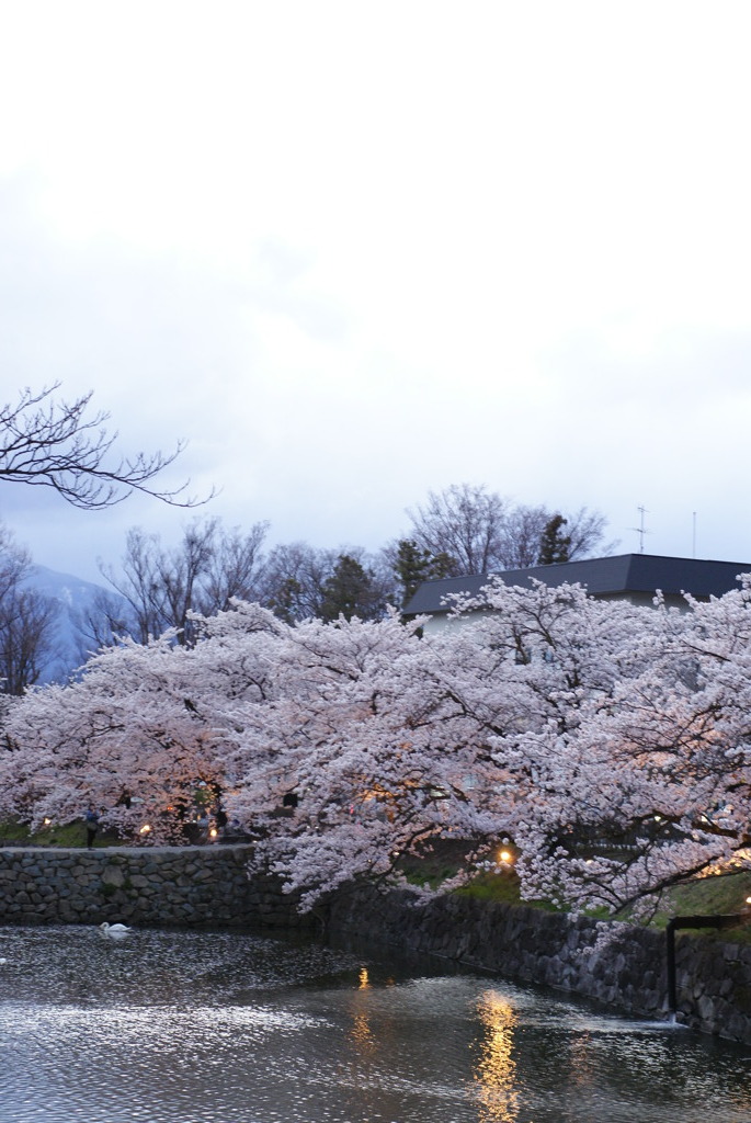 松本城お堀の桜