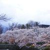 松本城お堀の桜