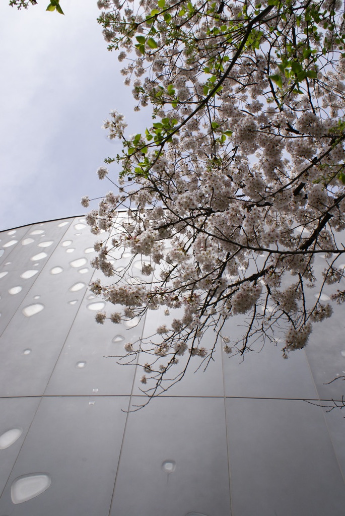 見上げた桜