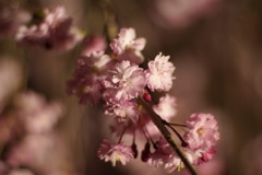 光前寺　桜＃３