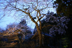 光前寺　桜