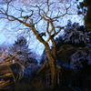 光前寺　桜