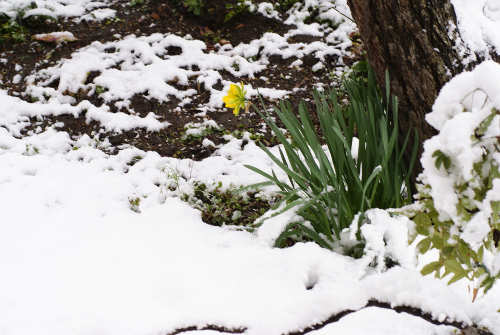 4月の雪