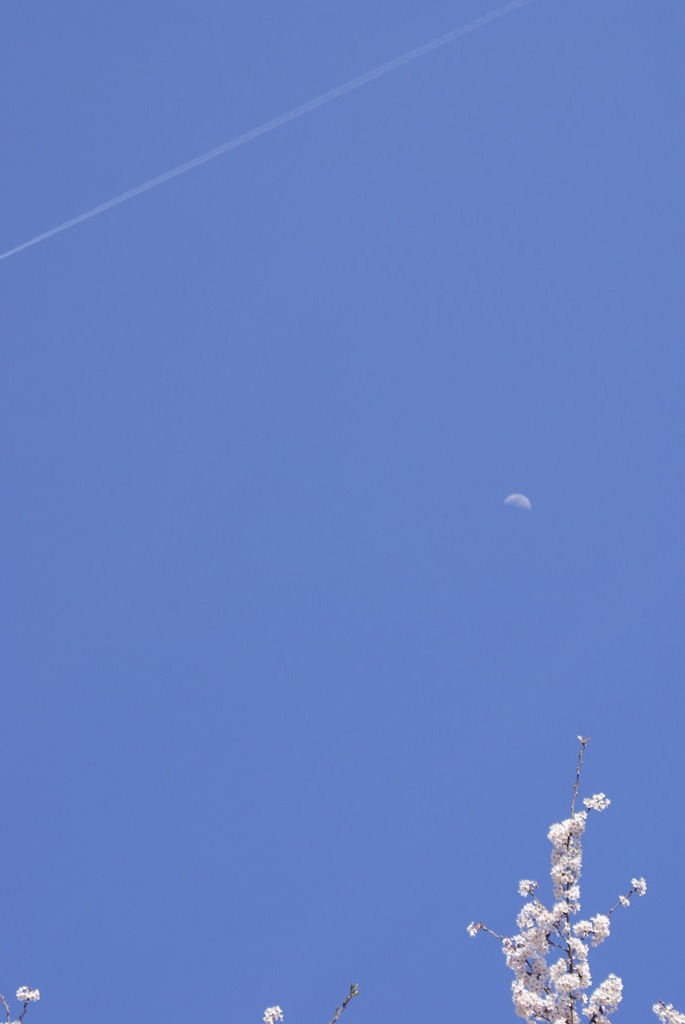 飛行機雲　月　桜
