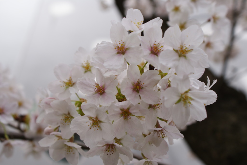 桜満開