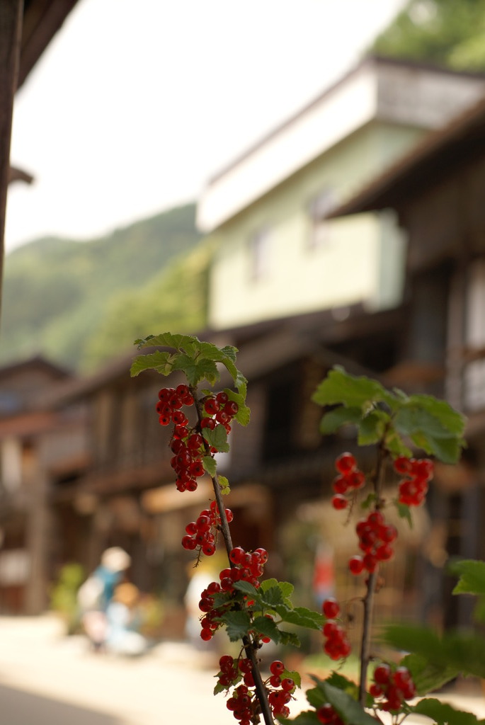 宿場町のいたるところに植物が