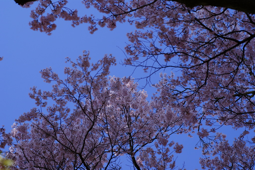 高遠