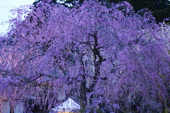 光前寺　しだれ桜