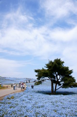 日立海浜公園にて