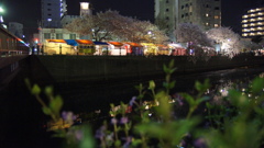 夜桜を楽しむ