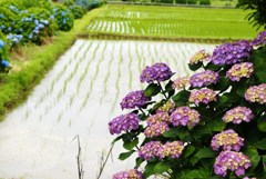 田園と紫陽花