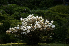 つつじ