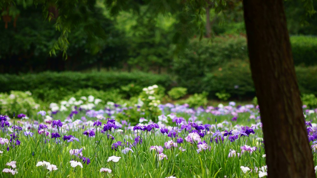 花菖蒲