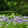 花菖蒲