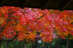 紅葉狩り
