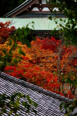 古都と紅葉