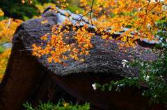 紅葉あざやかに