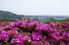 横須賀市太田和つつじの丘