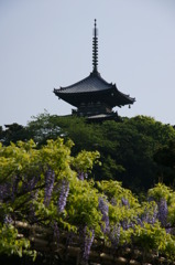 三重塔と藤2
