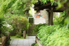 緑につつまれて