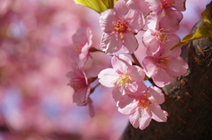 河津桜