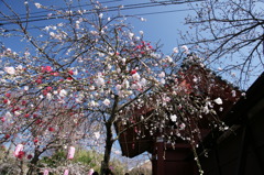 称名寺2
