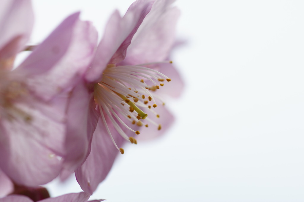 早咲き桜２