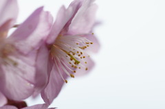 早咲き桜２