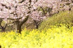 松田町桜祭り