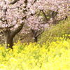 松田町桜祭り