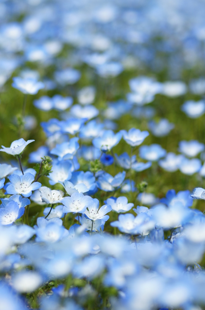 ネモフィラの花