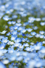 ネモフィラの花