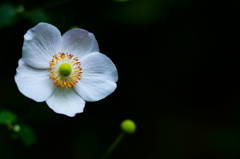 白花