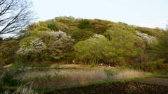 春の風景
