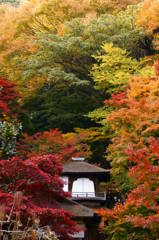 紅葉に囲まれて