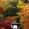 紅葉に囲まれて