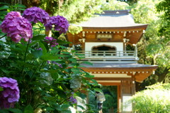 紫陽花と寺