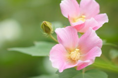 芙蓉の花