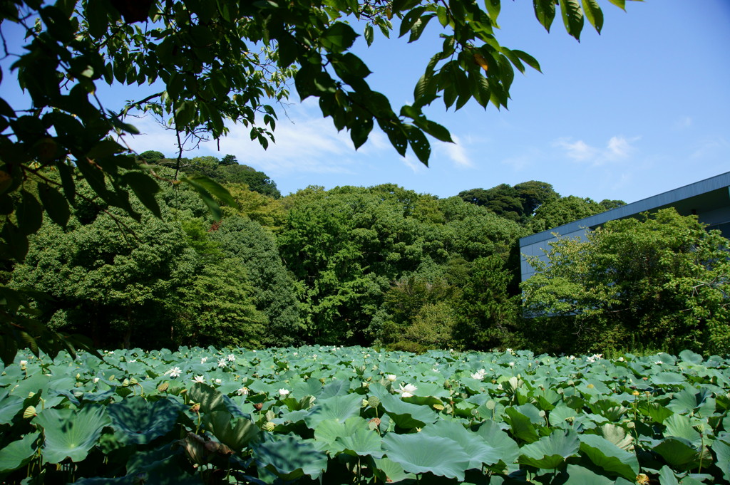 真夏の平家池